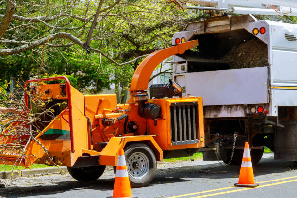 Emergency Storm Tree Removal in Hayward, CA